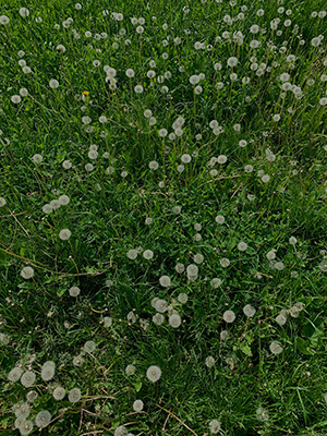 Fiesta turf weed killer helps control broadleaf weeds like dandelion