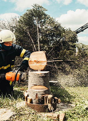 Expert performing the Atlantic County tree service of tree removal